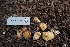  (Russula sp. CA23 - FDS-CA-03569)  @11 [ ] by-nc (2024) Fresno Mycology Society Fungal Diversity Survey