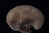  ( - FDS-CA-03572)  @11 [ ] by-nc (2024) Fresno Mycology Society Fungal Diversity Survey