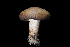  ( - FDS-CA-03575)  @11 [ ] by-nc (2024) Fresno Mycology Society Fungal Diversity Survey