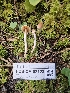  ( - FDS-CA-02123)  @11 [ ] by (2024) Mandy Hackney Fungal Diversity Survey