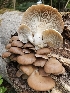  ( - FDS-CA-02122)  @11 [ ] by (2024) Mandy Hackney Fungal Diversity Survey