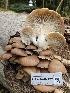  ( - FDS-CA-02122)  @11 [ ] by (2024) Mandy Hackney Fungal Diversity Survey