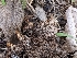  ( - FDS-CA-03804)  @11 [ ] by-nc (2024) Stu Pickell Fungal Diversity Survey