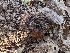  ( - FDS-CA-03804)  @11 [ ] by-nc (2024) Stu Pickell Fungal Diversity Survey