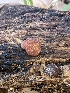  ( - FDS-CA-03807)  @11 [ ] by-nc (2024) Stu Pickell Fungal Diversity Survey