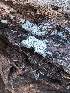  ( - FDS-CA-03811)  @11 [ ] by-nc (2024) Stu Pickell Fungal Diversity Survey