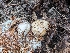  ( - FDS-CA-03812)  @11 [ ] by-nc (2024) Stu Pickell Fungal Diversity Survey