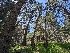  ( - FDS-CA-03813)  @11 [ ] by-nc (2024) Stu Pickell Fungal Diversity Survey