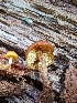  ( - FDS-CA-03821)  @11 [ ] by-nc (2024) Stu Pickell Fungal Diversity Survey