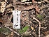  ( - FDS-CA-04375)  @11 [ ] by-nc (2024) Aaron Tupac Fungal Diversity Survey