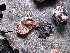  ( - FDS-CA-04375)  @11 [ ] by-nc (2024) Aaron Tupac Fungal Diversity Survey