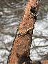  ( - FDS-CA-01593)  @11 [ ] c (2024) Rudy Diaz Fungal Diversity Survey