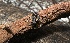  ( - FDS-CA-01593)  @11 [ ] c (2024) Rudy Diaz Fungal Diversity Survey