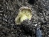  ( - FDS-CA-01631)  @11 [ ] c (2024) Rudy Diaz Fungal Diversity Survey
