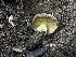  ( - FDS-CA-01631)  @11 [ ] c (2024) Rudy Diaz Fungal Diversity Survey