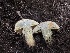  ( - FDS-CA-01631)  @11 [ ] c (2024) Rudy Diaz Fungal Diversity Survey