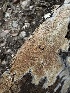  ( - FDS-CA-01628)  @11 [ ] c (2024) Rudy Diaz Fungal Diversity Survey