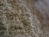 ( - FDS-CA-01628)  @11 [ ] c (2024) Rudy Diaz Fungal Diversity Survey