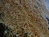 ( - FDS-CA-01628)  @11 [ ] c (2024) Rudy Diaz Fungal Diversity Survey