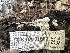  ( - FDS-CA-01632)  @11 [ ] c (2024) Rudy Diaz Fungal Diversity Survey