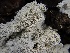  (Xylodon sp. CA03 - FDS-CA-01632)  @11 [ ] c (2024) Rudy Diaz Fungal Diversity Survey