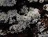  ( - FDS-CA-01700)  @11 [ ] c (2024) Rudy Diaz Fungal Diversity Survey