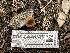  ( - FDS-CA-01636)  @11 [ ] c (2024) Rudy Diaz Fungal Diversity Survey