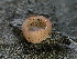  ( - FDS-CA-01636)  @11 [ ] c (2024) Rudy Diaz Fungal Diversity Survey