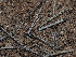  ( - FDS-CA-03307)  @11 [ ] by (2024) Justin Paulin Fungal Diversity Survey