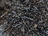  ( - FDS-CA-03307)  @11 [ ] by (2024) Justin Paulin Fungal Diversity Survey