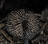  ( - FDS-CA-03309)  @11 [ ] by (2024) Justin Paulin Fungal Diversity Survey
