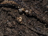  ( - FDS-CA-03310)  @11 [ ] by (2024) Justin Paulin Fungal Diversity Survey