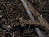  ( - FDS-CA-03310)  @11 [ ] by (2024) Justin Paulin Fungal Diversity Survey
