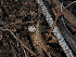  ( - FDS-CA-03310)  @11 [ ] by (2024) Justin Paulin Fungal Diversity Survey