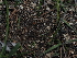  ( - FDS-CA-03311)  @11 [ ] by (2024) Justin Paulin Fungal Diversity Survey