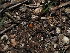  ( - FDS-CA-03311)  @11 [ ] by (2024) Justin Paulin Fungal Diversity Survey
