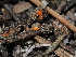  ( - FDS-CA-03311)  @11 [ ] by (2024) Justin Paulin Fungal Diversity Survey
