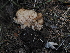  ( - FDS-CA-03313)  @11 [ ] by (2024) Justin Paulin Fungal Diversity Survey