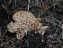  ( - FDS-CA-03313)  @11 [ ] by (2024) Justin Paulin Fungal Diversity Survey