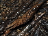  ( - FDS-CA-03332)  @11 [ ] by (2024) Justin Paulin Fungal Diversity Survey