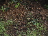  ( - FDS-CA-03332)  @11 [ ] by (2024) Justin Paulin Fungal Diversity Survey