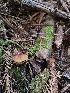  ( - FDS-CA-02150)  @11 [ ] by (2024) Mandy Hackney Fungal Diversity Survey