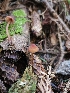  ( - FDS-CA-02150)  @11 [ ] by (2024) Mandy Hackney Fungal Diversity Survey