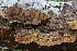  ( - FDS-CA-00989)  @11 [ ] by-nc (2024) Taye Bright Fungal Diversity Survey