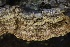  ( - FDS-CA-00989)  @11 [ ] by-nc (2024) Taye Bright Fungal Diversity Survey