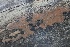  ( - FDS-CA-00105)  @11 [ ] by-nc (2024) Taye Bright Fungal Diversity Survey