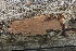  ( - FDS-CA-00105)  @11 [ ] by-nc (2024) Taye Bright Fungal Diversity Survey