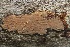  ( - FDS-CA-00105)  @11 [ ] by-nc (2024) Taye Bright Fungal Diversity Survey