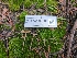  ( - FDS-CA-03580)  @11 [ ] by-nc (2024) Fresno Mycology Society Fungal Diversity Survey
