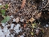  ( - FDS-CA-03580)  @11 [ ] by-nc (2024) Fresno Mycology Society Fungal Diversity Survey
